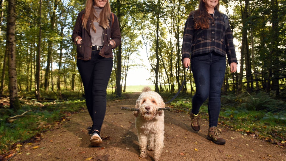 National Trust Volunteer Dog Rangers Volunteer Cornwall CRM